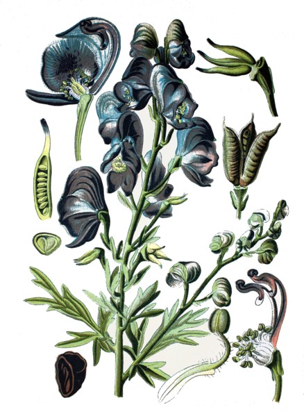 Monkshood