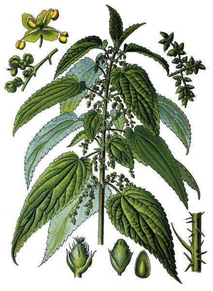 Common nettle