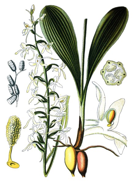 Lesser butterfly-orchid