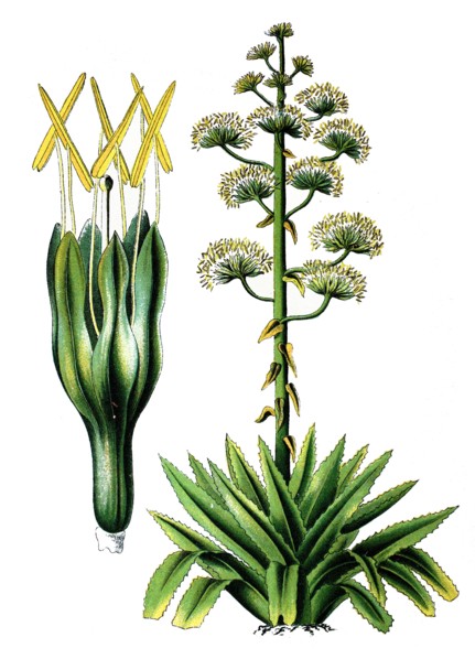 Agave americana