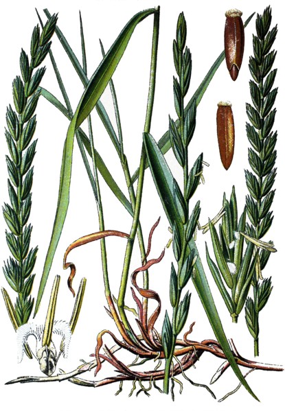 Elymus repens