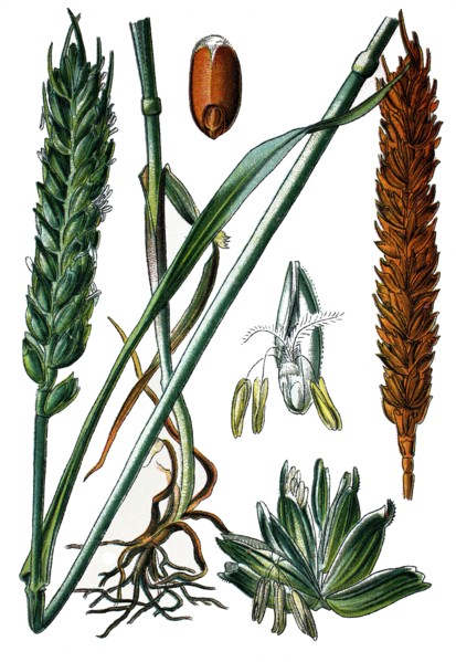 Wheat