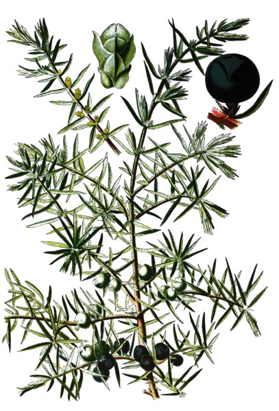 Common juniper