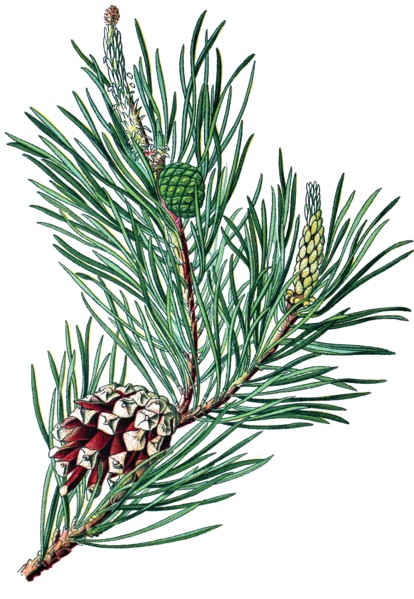Scots pine