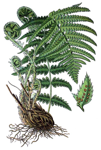 Male fern