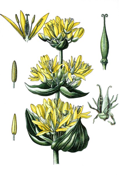 Great yellow gentian