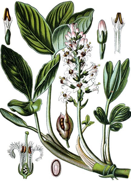 Bog-bean
