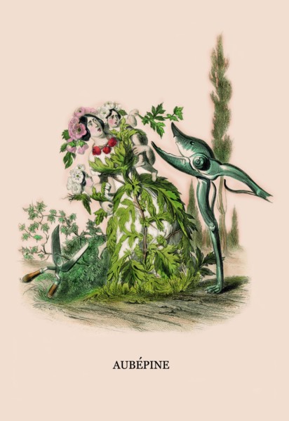 Aubepine 1847