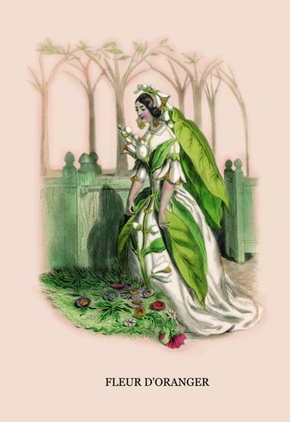 Fleur d'Oranger 1847