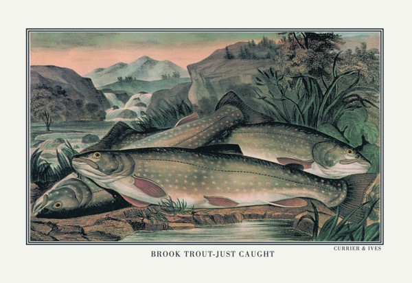 Brook Trout: Just Caught