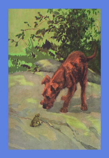 Irish Terrier Puppy 1932