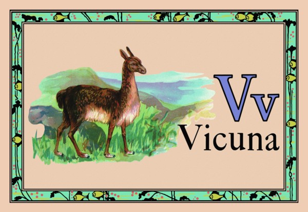 Vicuna 1926