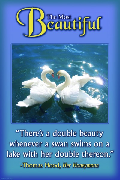 Double Beauty 2008