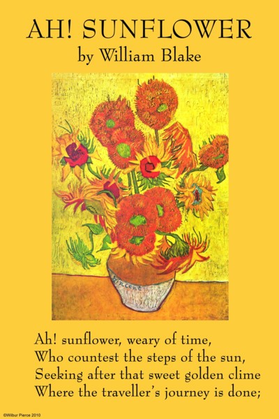 Ah! Sunflower