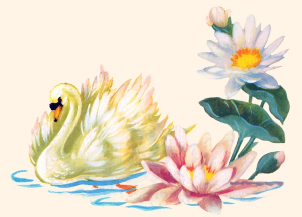 Swan Swimming By Pond Flowers 1935