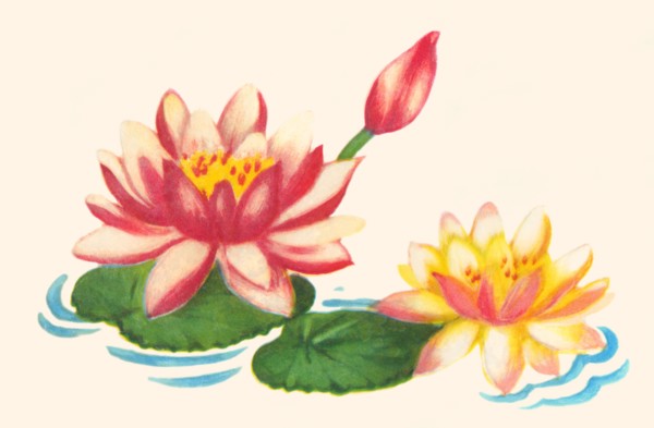 Water Lilies 1935
