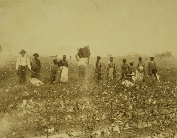 Land of cotton 1900