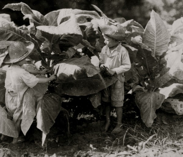 Worming and suckering tobacco 1916