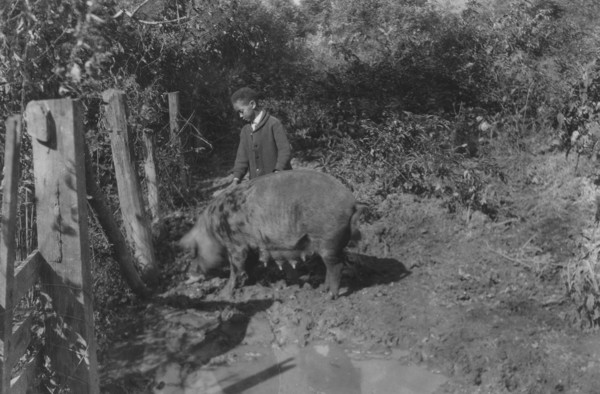 Austin Curtis and his pig project. 1921