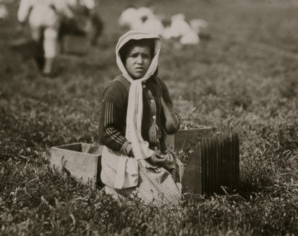 Bessie Gonsalve, Said she was 11. Picking and carrying cranberries.  1911