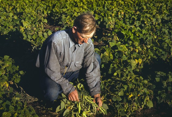 Picking Beans 1940