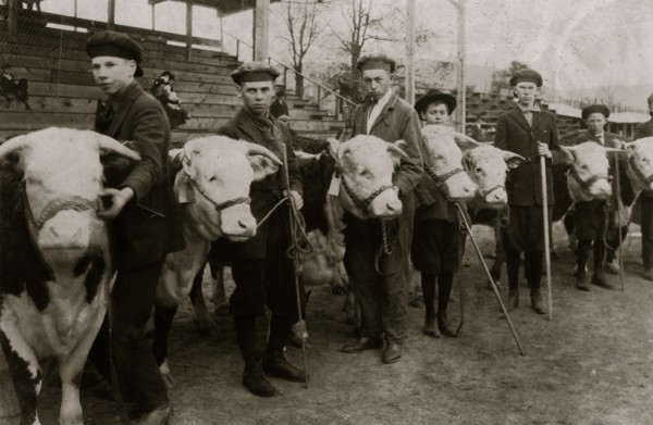 Boys judging prize heifers at 4 H Club Fair at Charleston, W. Va 1921