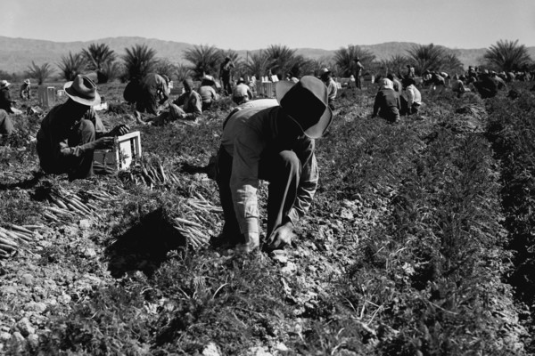 Carrot pullers 1937