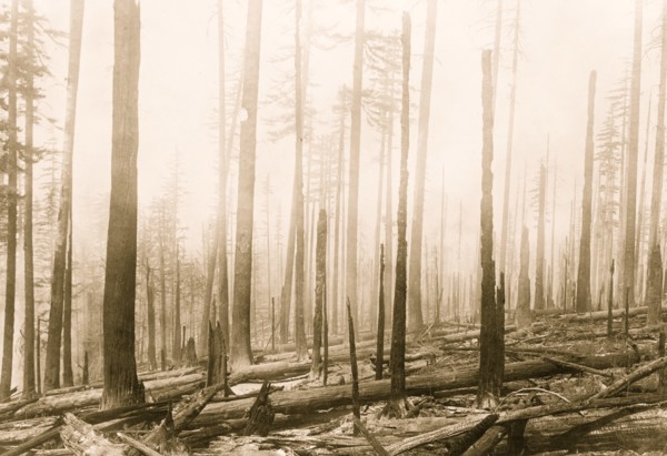 Oregon National Forest. Effect of fire on an old burn. Before fire there was a dense cover of green brush. Previous fire was about ten years before 1920