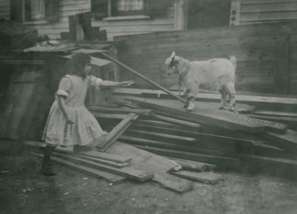 Child feeds a sheep at Back-yard, Spruce Street, Providence, R.I.  1912