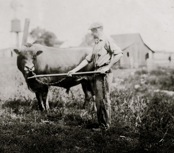 Dairyman in Kentucky with a cow 1917