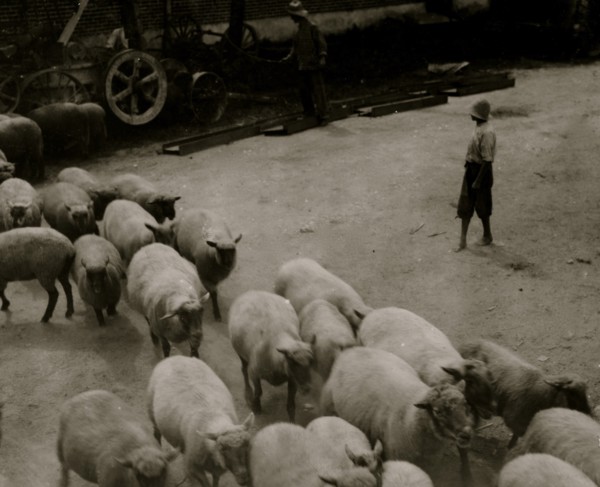 Driving boy driving sheep into the sheep pens at Carlisle. 1916