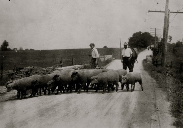 Driving sheep to town. Gartland boy (did not get first name) Mother runs the Farmers Hotel,  1916