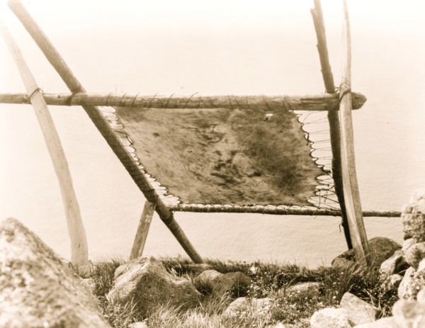 Drying walrus hide, Diomede, Alaska 1929