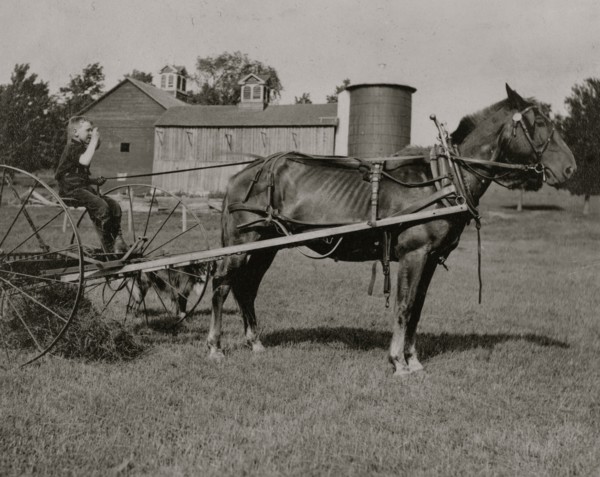 Eight-year old Jack driving horse rake.  1915