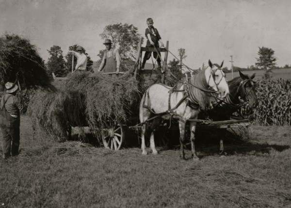 Eight-year old Jack driving load of hay 1915