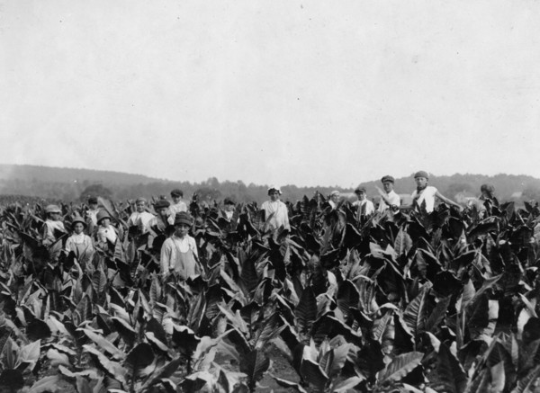 Field-workers, Goodrich Tobacco Farm, near Gildersleeve, 1917