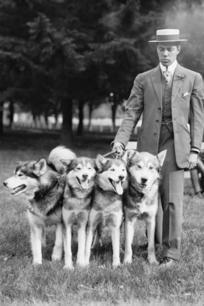 Four Eskimo Dogs at the Mineola Dog Show 1980