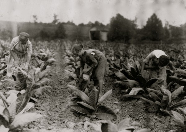 Girls worming tobacco.  1916