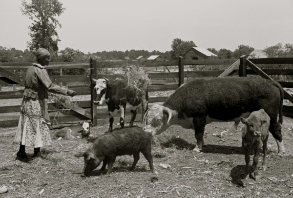 Jorena Pettway with some of the Gees Bend livestock, Alabama 1939