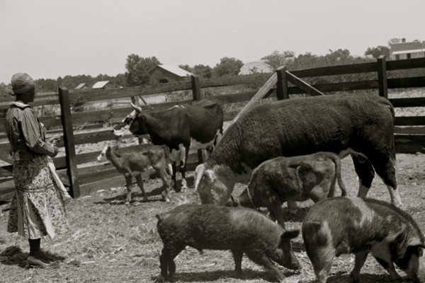 Jorena Pettway with some of the Gees Bend livestock, Alabama 1939