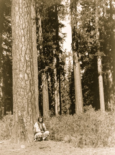 Contemplation Amongst the Pines 1923