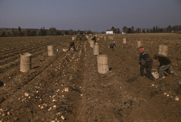 Children Gathering Potatoes from Fields 1940