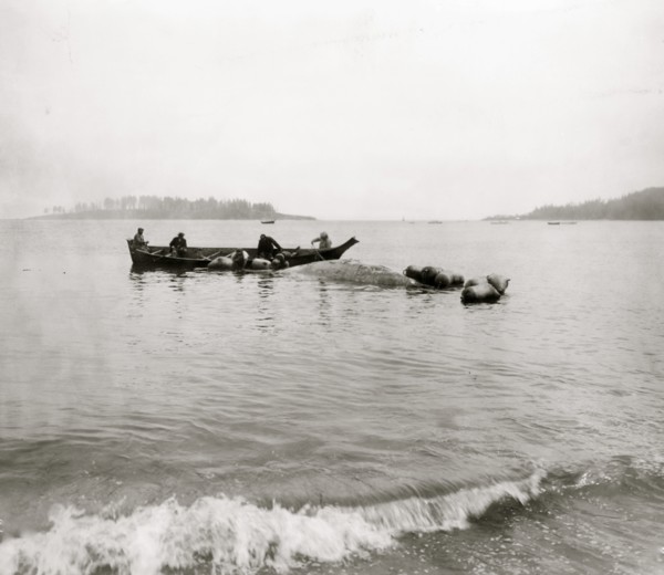Makah Indian whalers landing whales at Neah Bay, Washington 1911