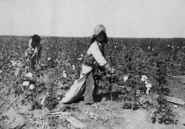 4 year old, picks from10 to 20 pounds of cotton a day.  1916