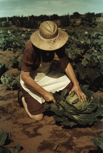 Homegrown Cabbages 1940