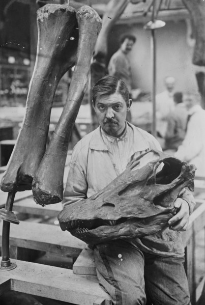 Museum worker holds Head of a Diplodocus Skeleton 1910