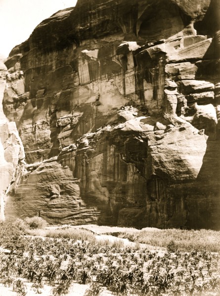 Cornfields of Cañon del Muerto 1906