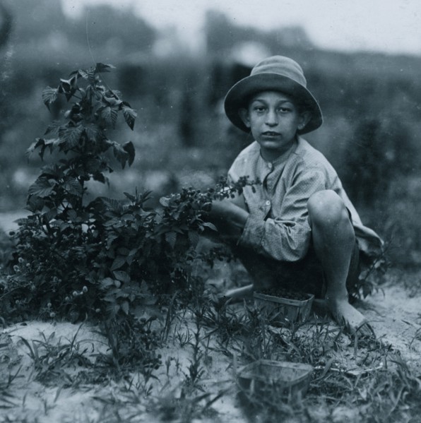 Norris Lovitt. Been picking for 3 years in berry fields near Baltimore, Md. 1910