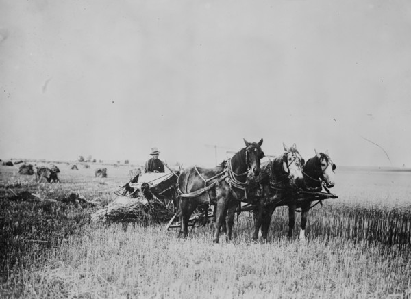 Oat Field Plowed at Fort Peck Indian Reservation