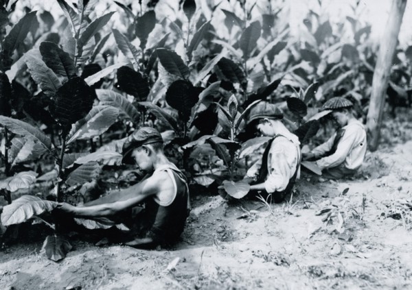 Three boys, one of 13 yrs., two of 14 yrs., picking shade-grown tobacco on Hackett farm. The "first picking" necessitates a sitting posture 1917